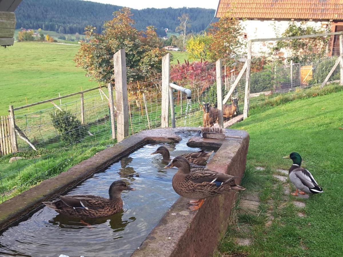 Ferienhof Kienbronnerhof Schiltach Bagian luar foto